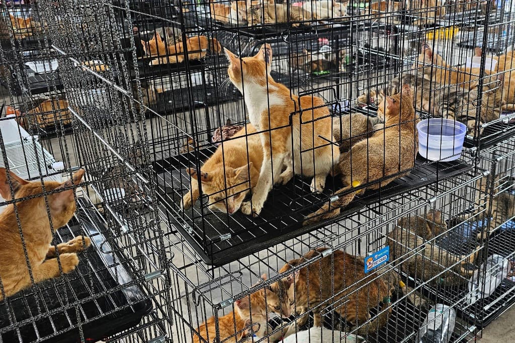 Trafic d’animaux au Vietnam: Ils volaient les chats du voisinage pour vendre leur viande