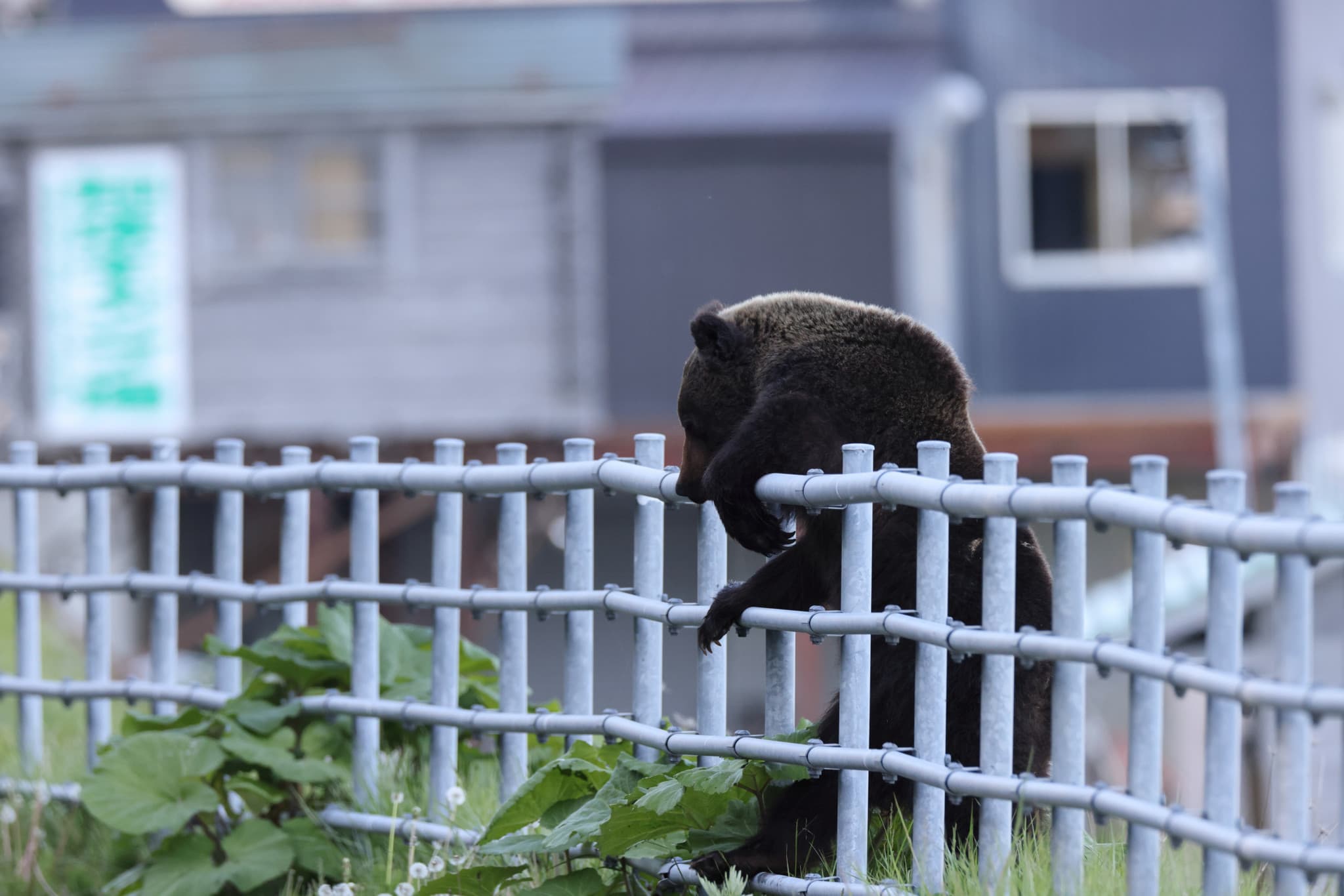 Intrusion au Japon: Un ours s’invite dans une cuisine et pille le réfrigérateur
